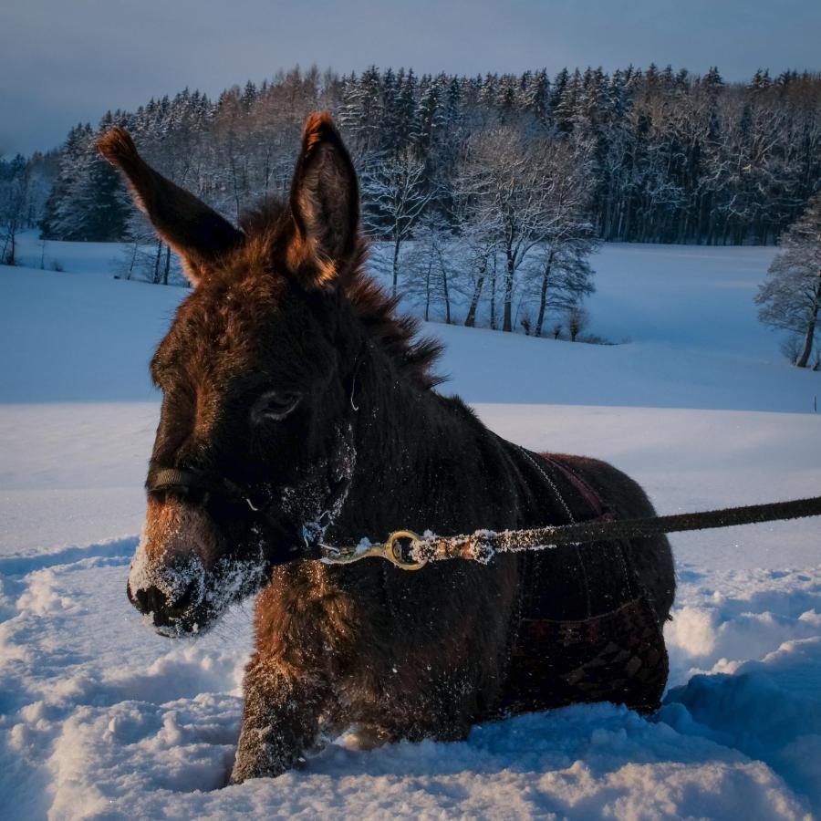 Moosmuehle Allgaeu Untrasried Bagian luar foto