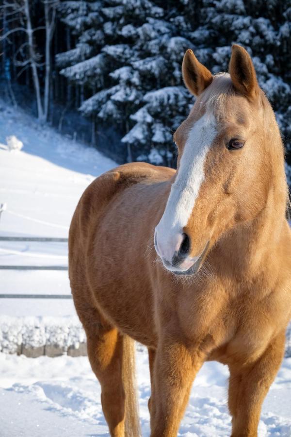 Moosmuehle Allgaeu Untrasried Bagian luar foto